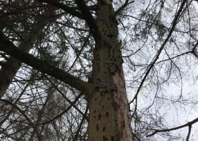 Baumpflege Nürnberg: Ansicht Borkenkäferschaden