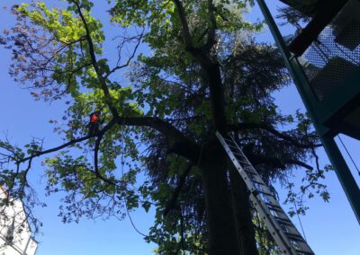 Baumpflege Nürnberg: Entfernung von Totholz in einem Blauglockenbaum