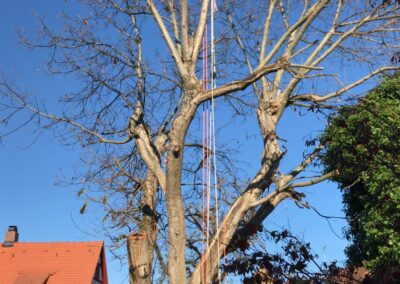 Baumfällung Nürnberg: Fällung eines faulen Walnussbaums