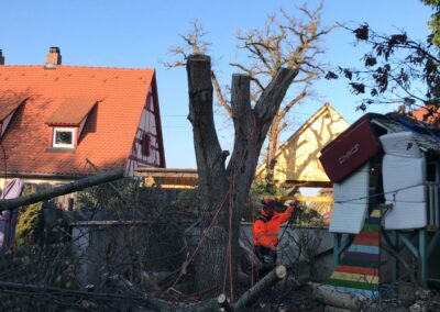 Baumfällung Nürnberg: Fällung eines faulen Walnussbaums
