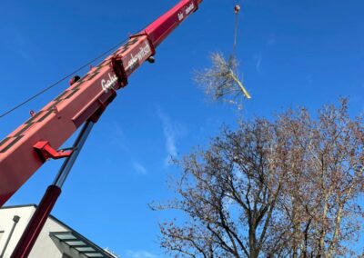 Baumfällung Nürnberg: Kranfällung eines faulen Silberahorn