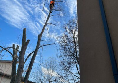 Baumfällung Nürnberg: Kranfällung eines faulen Silberahorn-2