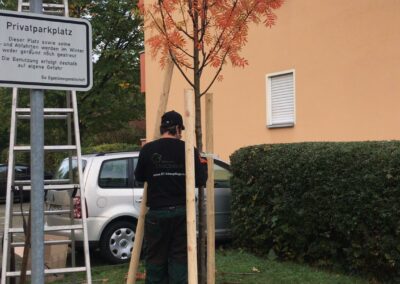 Baumpflege Nürnberg: Neupflanzung einer Eberesche