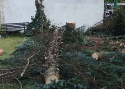 Sturmschaden Nürnberg: Bergung einer Fichte-2