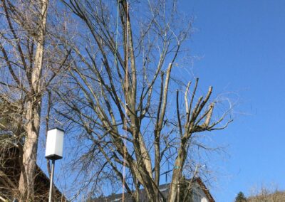 Baumschnitt Nürnberg: Verkehrssicherungsschnitt eines gekappten Ahorns