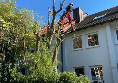 Fällung einer pilzbefallenen Weide in Nürnberg