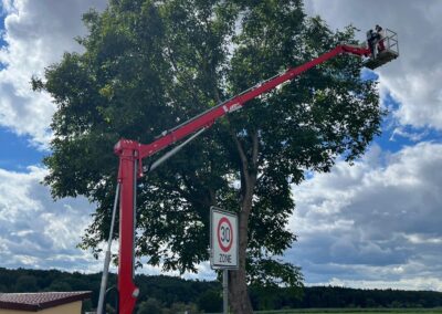 Rückschnitt Walnussbaum auf engem Raum mit Raupenbühne-2-